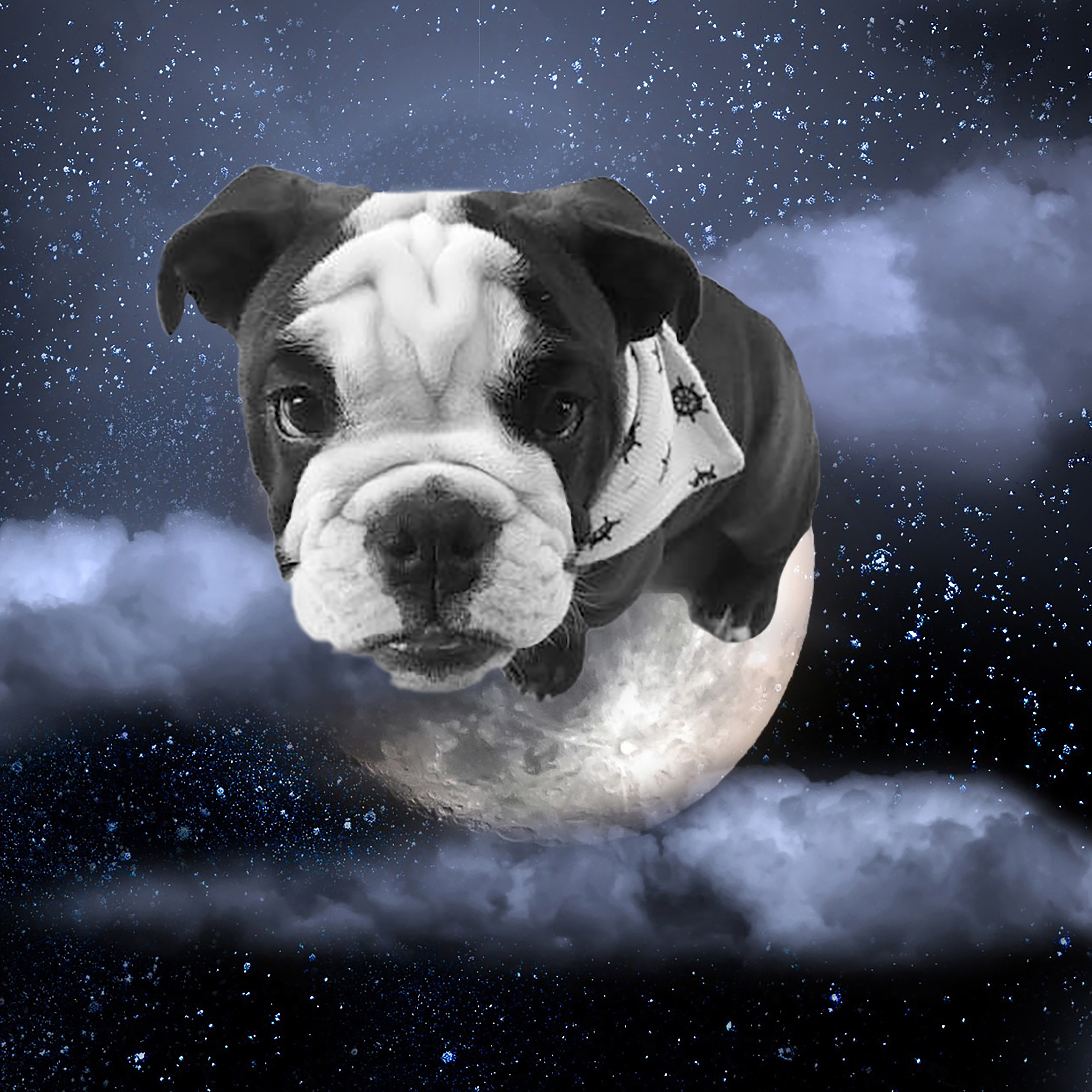 Pug and Moon in Photoshop Design Inspiration by Erika Kaisersot