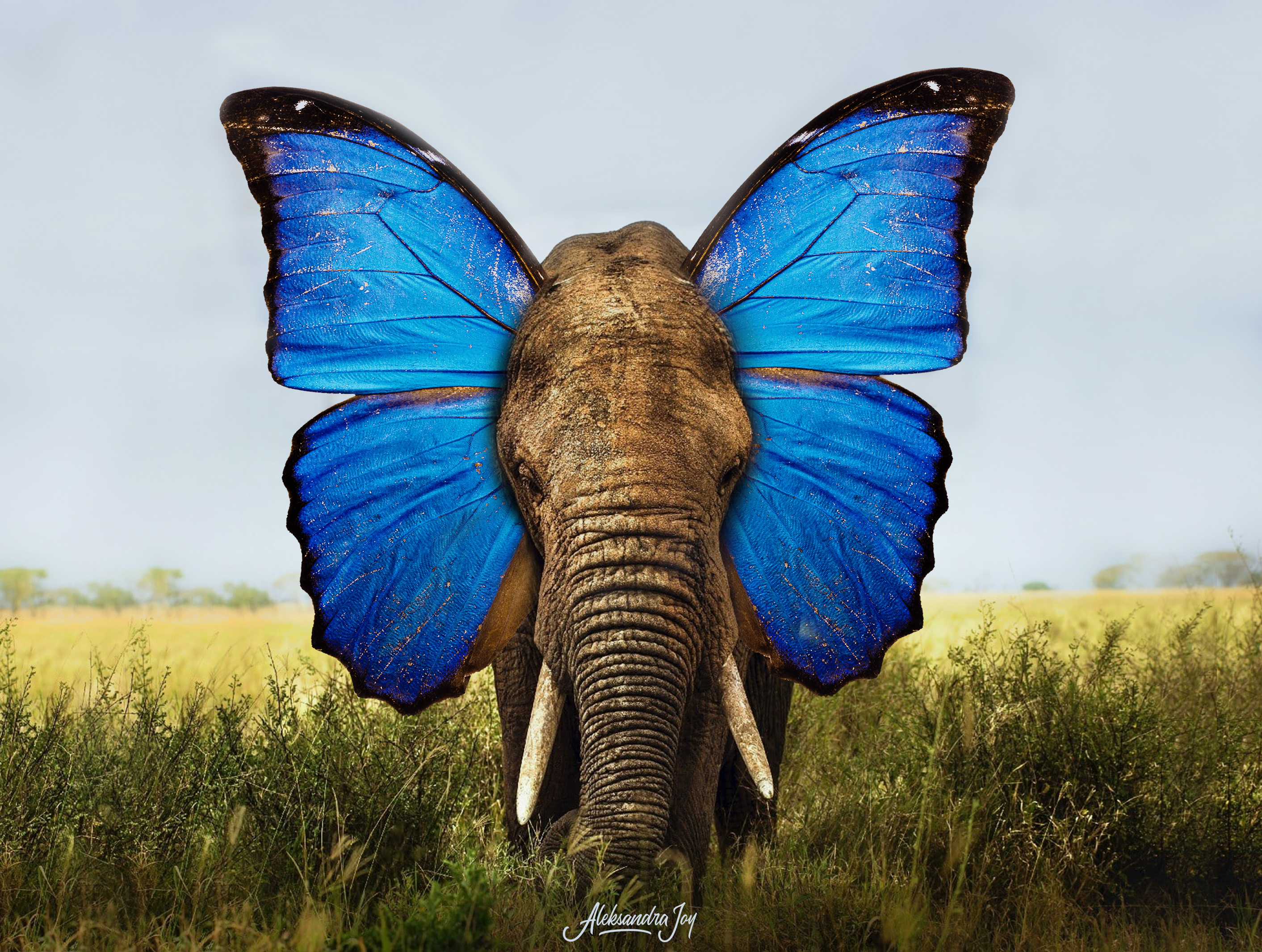 Eleflyant in Visual Art Inspiration by Aleksandra Joy