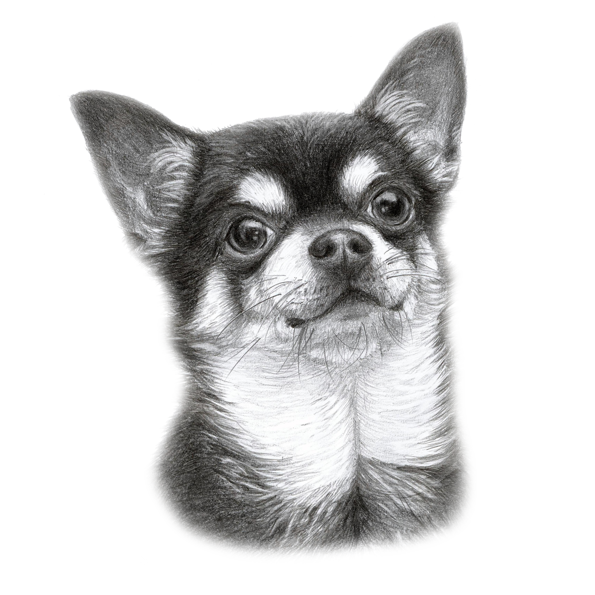 Chihuahua Drawing in Drawing & Sketching Inspiration by Danguole Serstinskaja