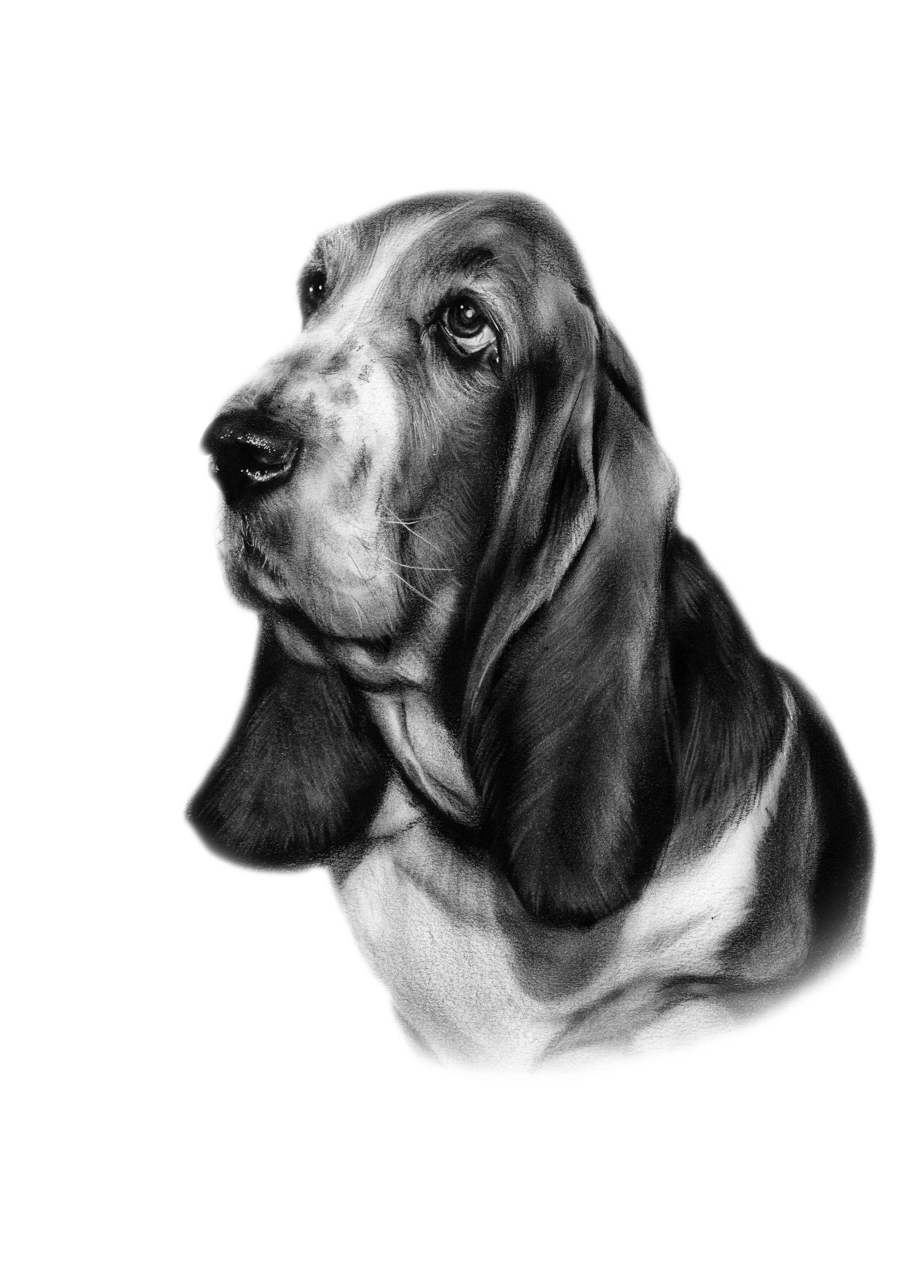 Basset Hound Painting in Drawing & Sketching Inspiration by Danguole Serstinskaja