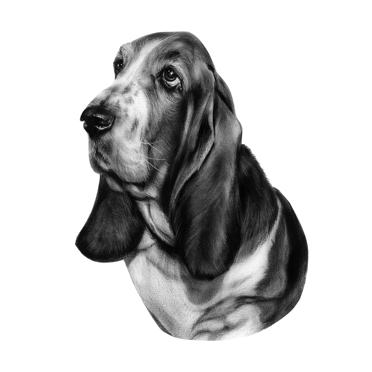 Bassethound by Danguole Serstinskaja Bassethound in Drawing Inspiration by Danguole Serstinskaja