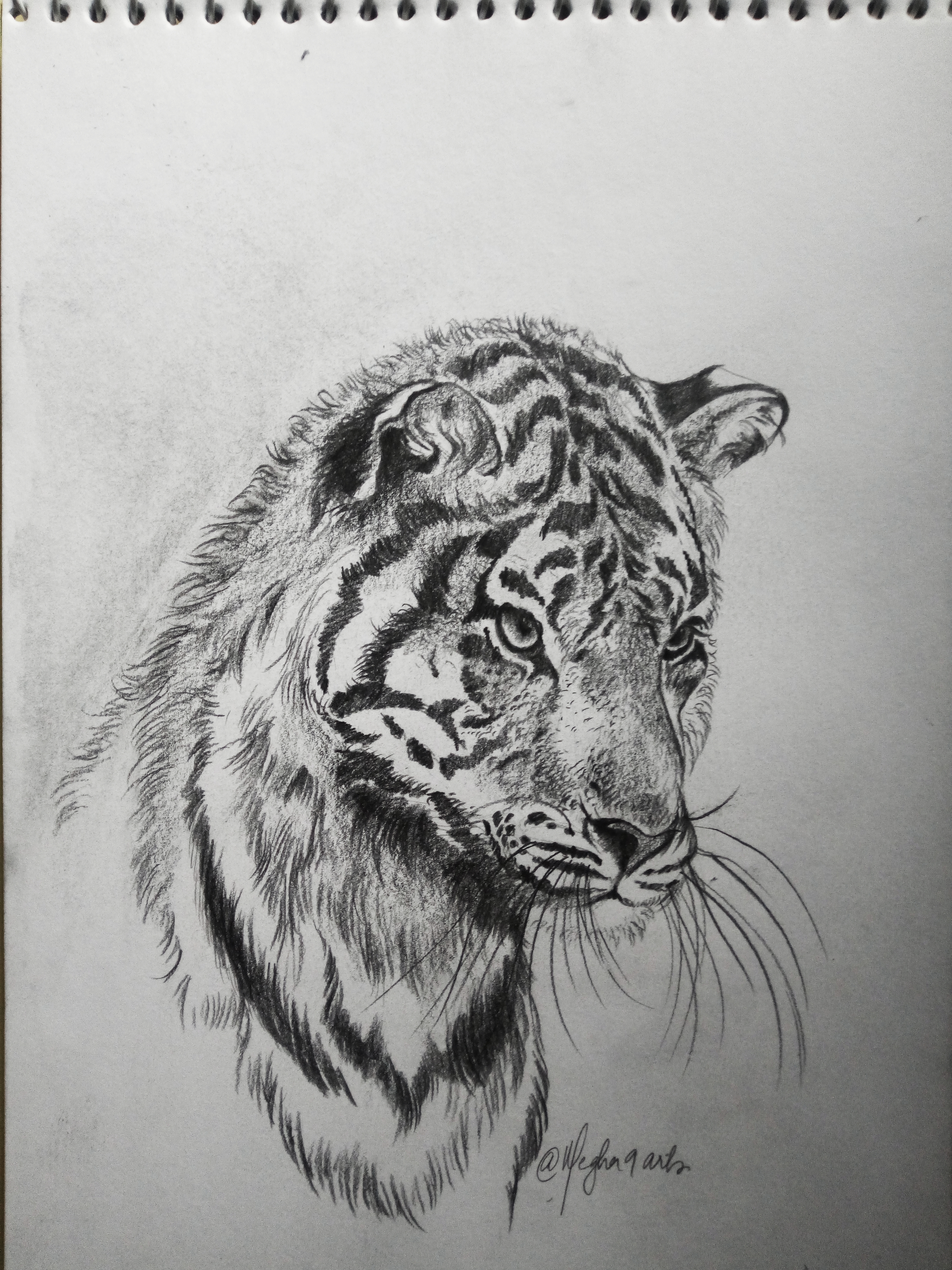 Tiger by Megha Dayal Tiger in Drawing Inspiration by Megha Dayal