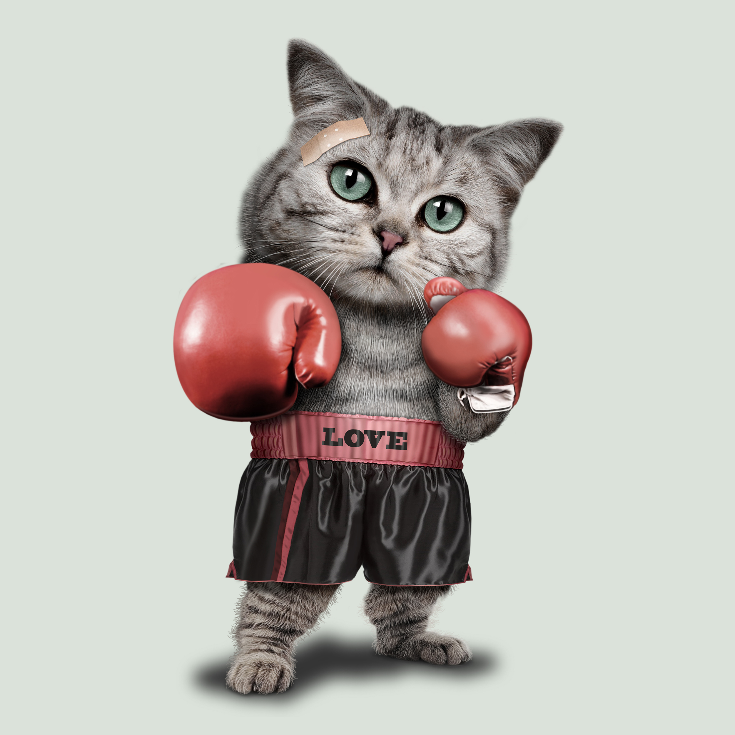 BOXING CAT by Adam Lawless BOXING CAT in Illustration and Graphics Inspiration by Adam Lawless