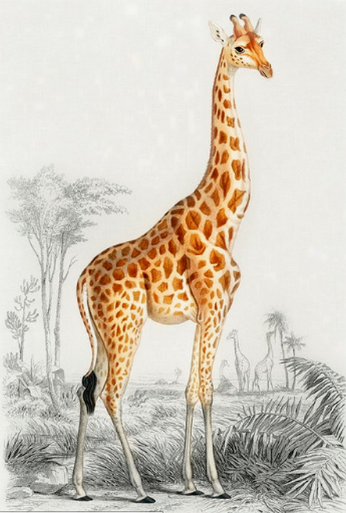 Giraffe illustration by Mutlutopuz Giraffe illustration in T-Shirt Design Inspiration by Mutlutopuz