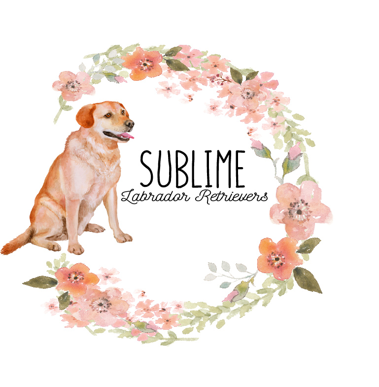 Lab commission in Logo & Brand Identity Inspiration by Liz Hogan