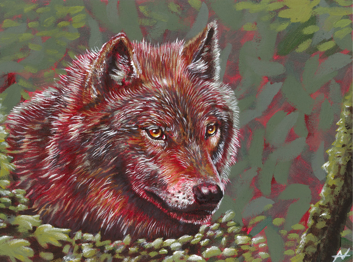 NC State Wolf by Noah Hartley NC State Wolf in Visual Art Inspiration by Noah Hartley