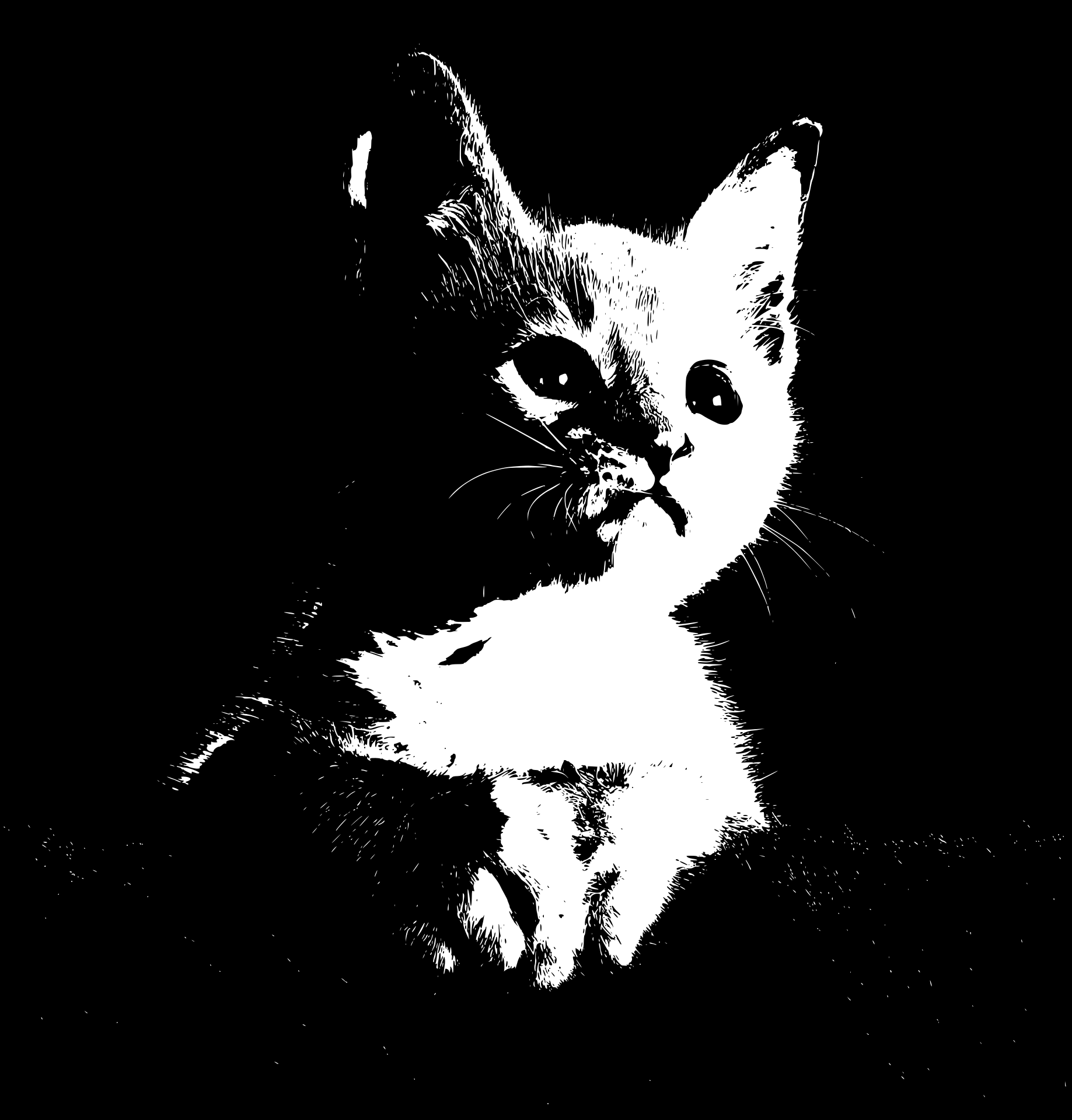 kitty black ground by Moeizoddin Kazi kitty black ground in Digital Art Inspiration by Moeizoddin Kazi