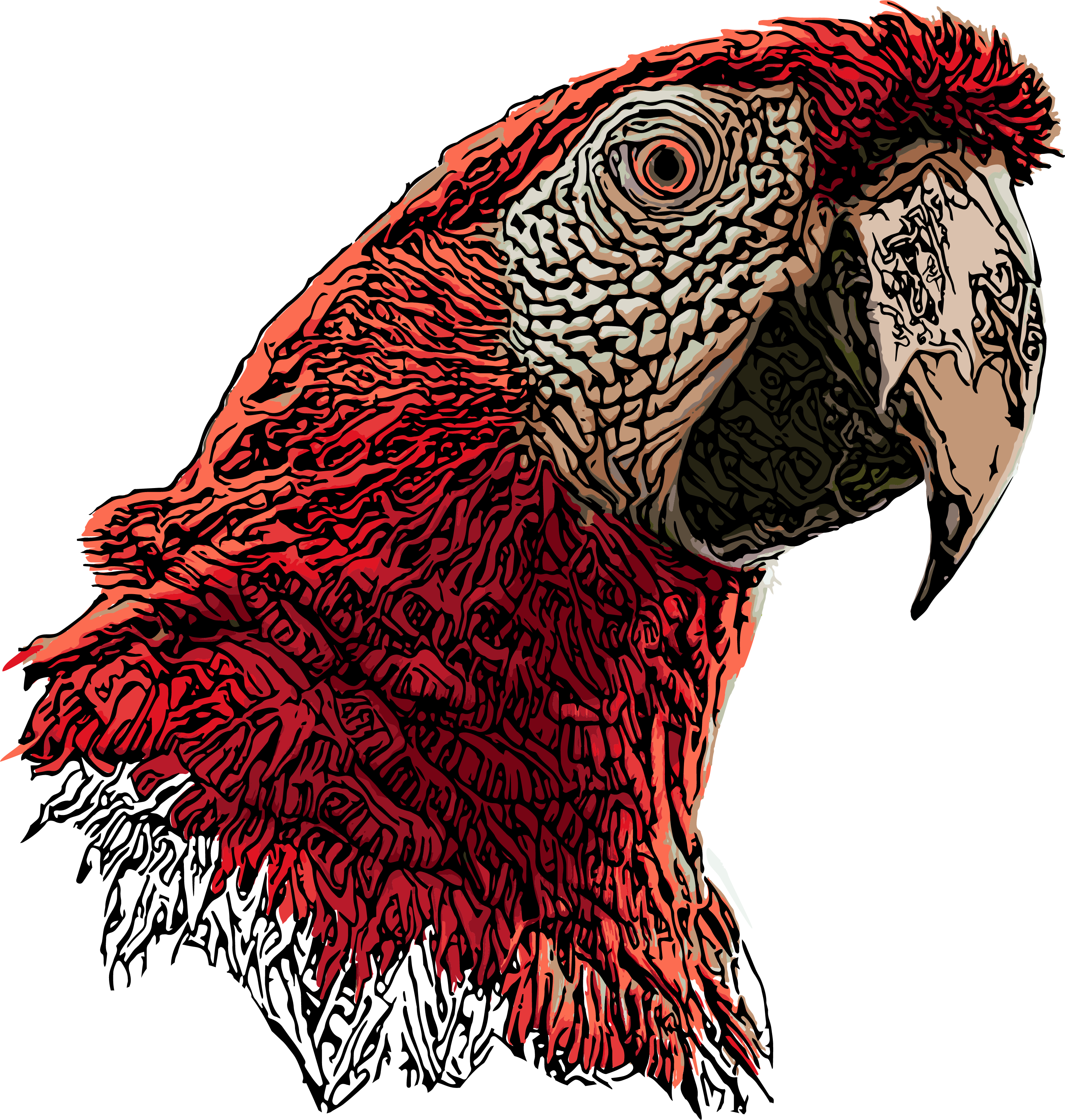 parrot head vector illustration by Martin.cintula parrot head vector illustration in Illustration and Graphics Inspiration by Martin.cintula
