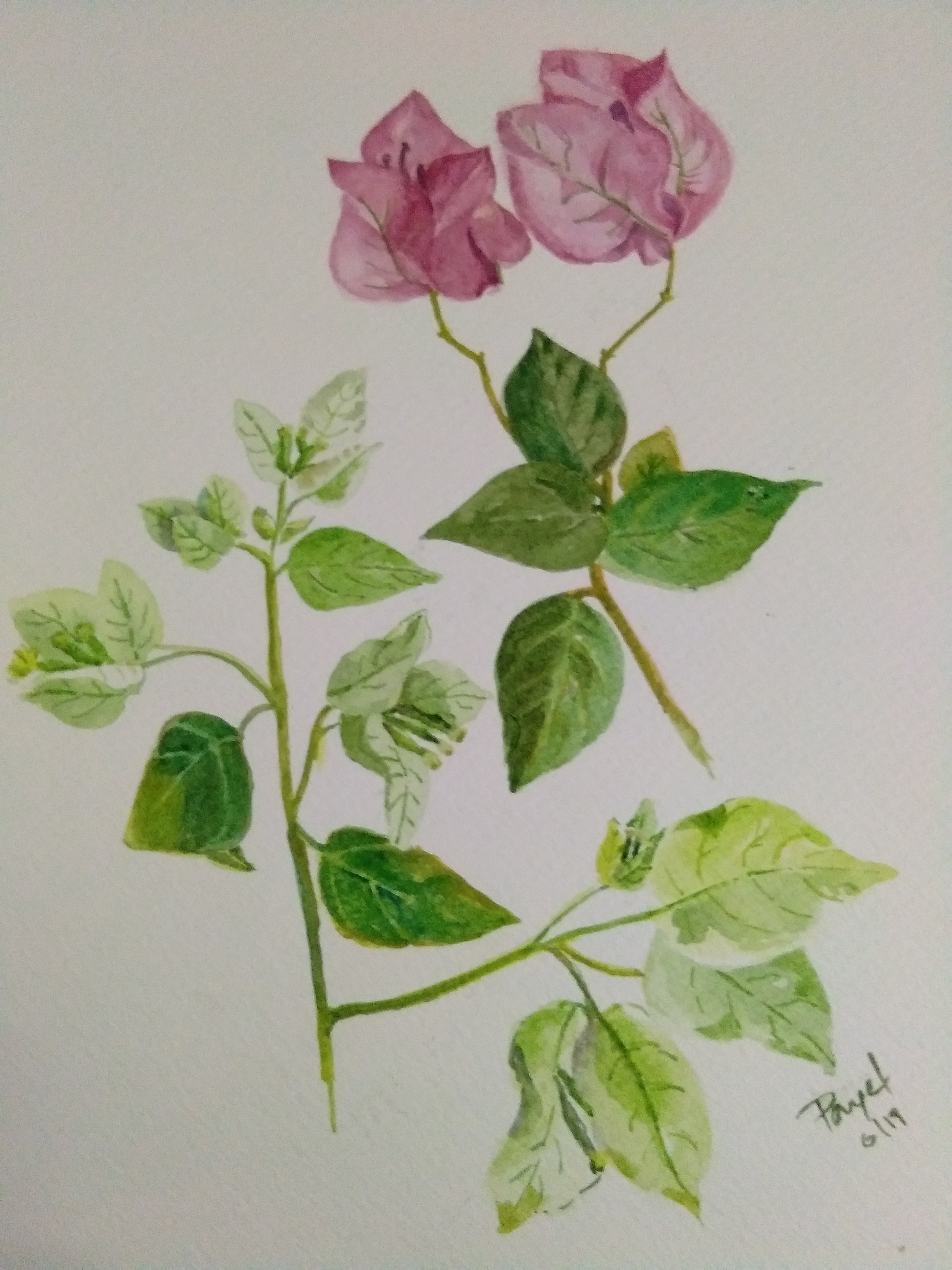 Blossom@2 by Tweet And Twig Blossom@2 in Hat & Cap Design Inspiration by Tweet And Twig