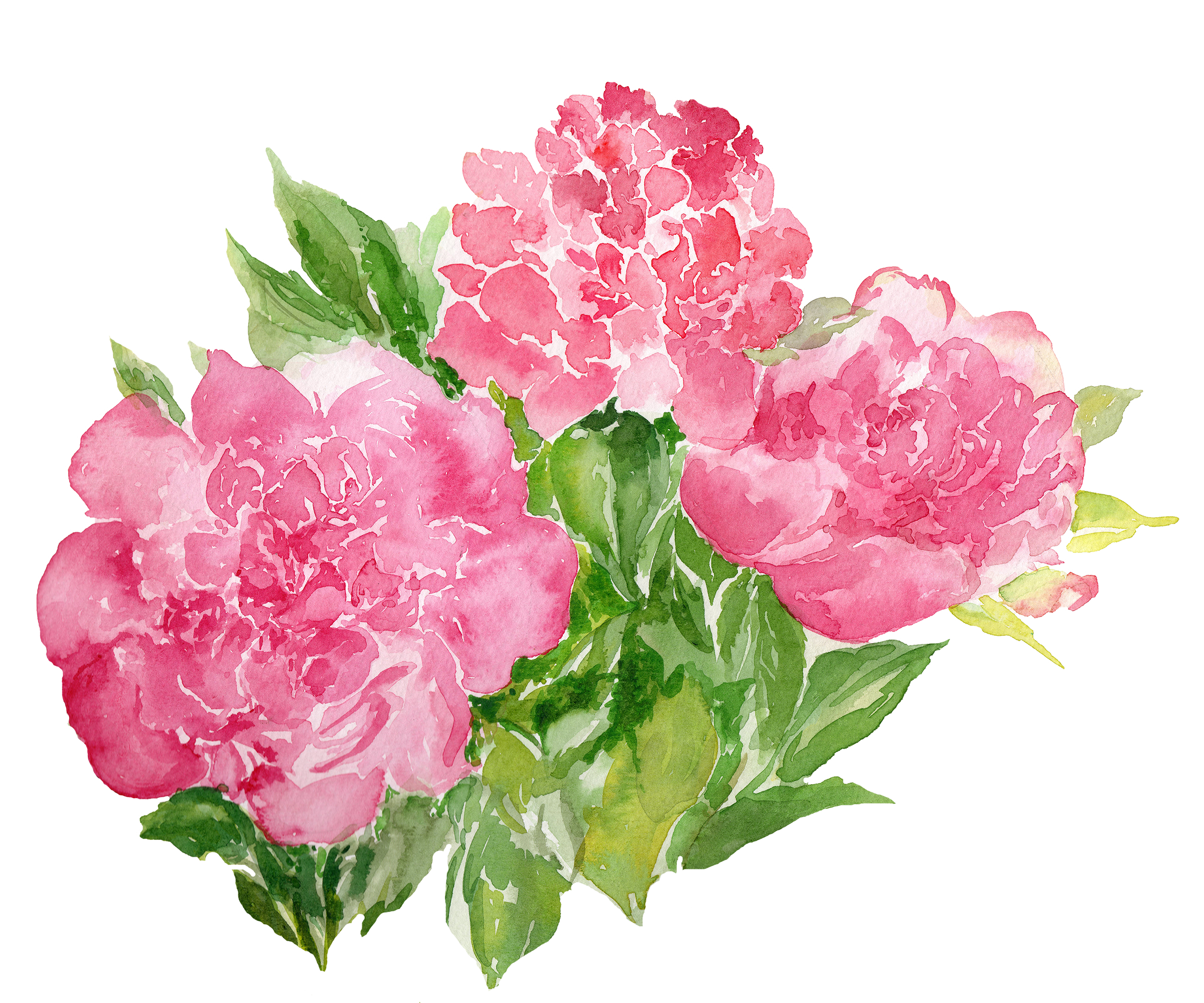 Original Handpainted Watercolor Pink Peonies by Cristina Ranca Original Handpainted Watercolor Pink Peonies in Illustration and Graphics Inspiration by Cristina Ranca