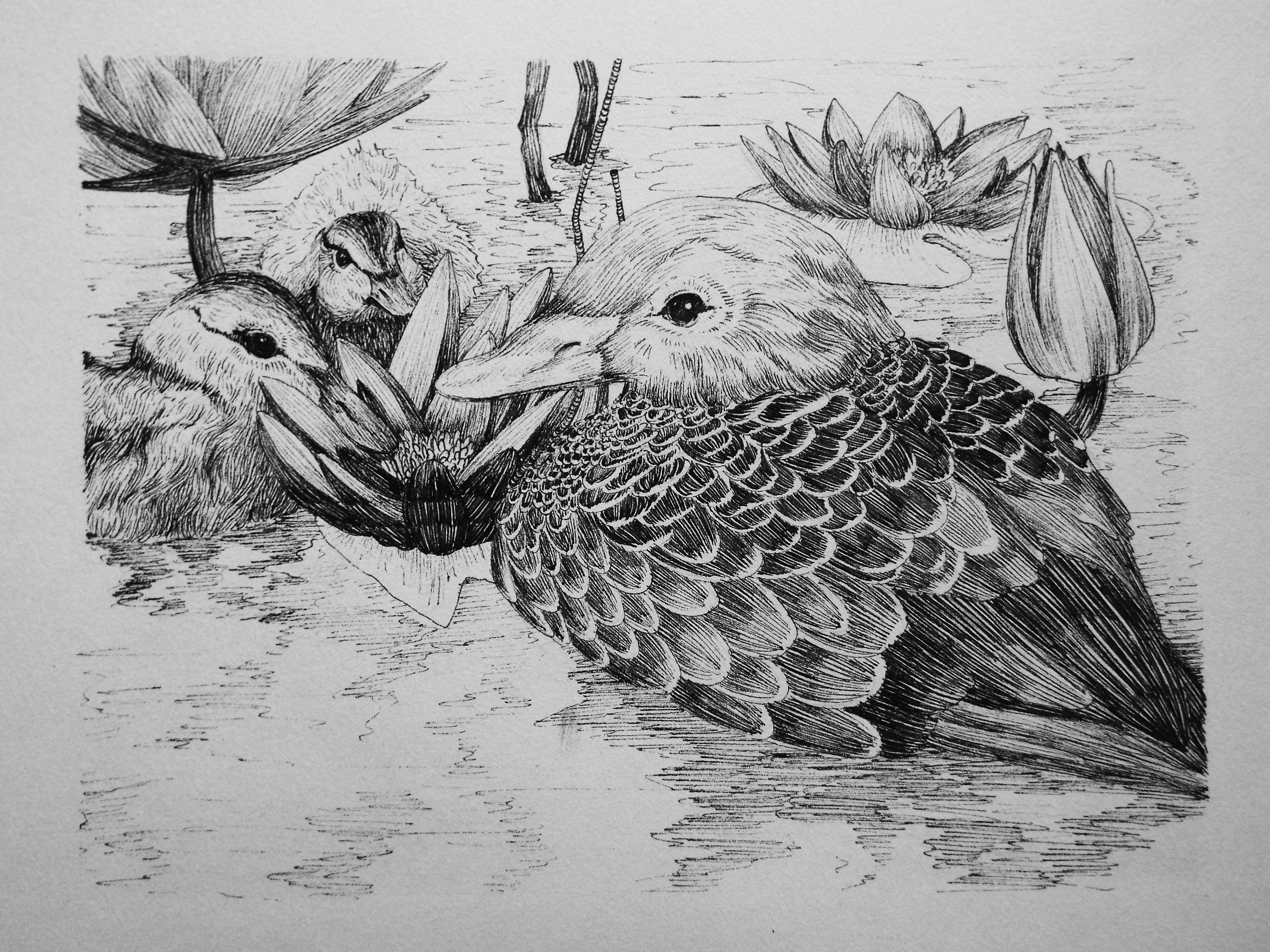 Mallard ducks by Alexandra Szabo Mallard ducks in Drawing Inspiration by Alexandra Szabo