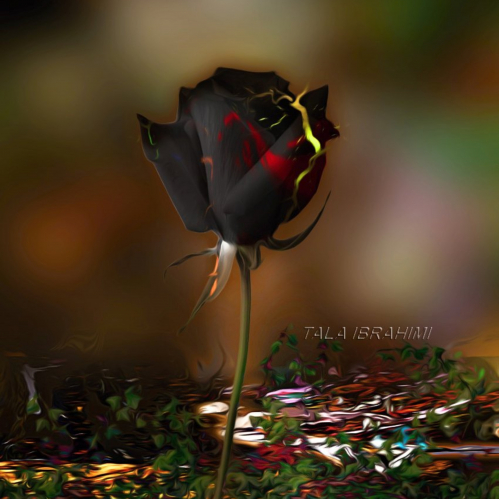 Black rose