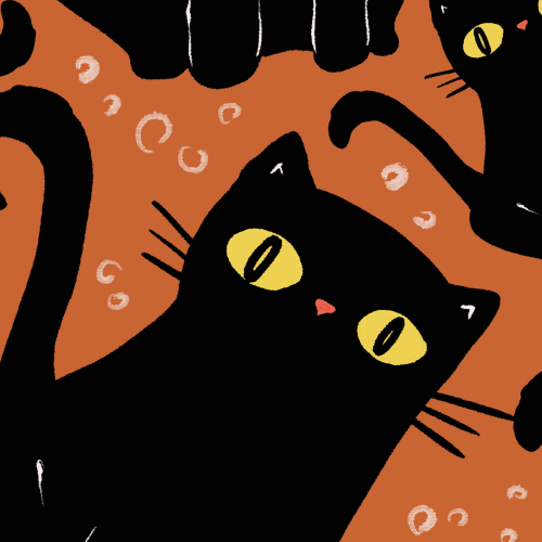 black cat