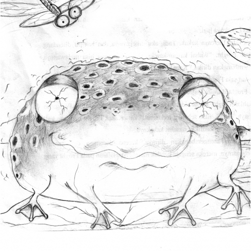frog sketch