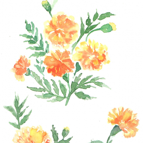 Marigold