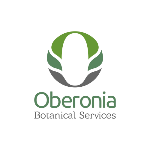 Oberonia