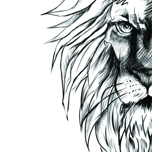 Lion Tattoo Design, Lion Tattoo Sketch