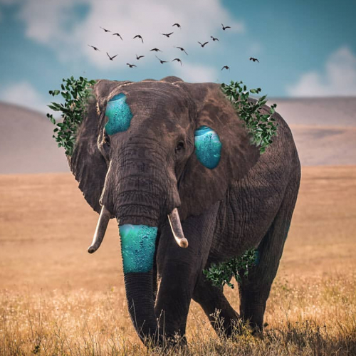 Elephant