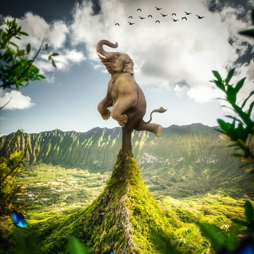 Dancer elephant