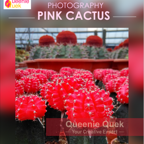 Pink Cactus_Photography