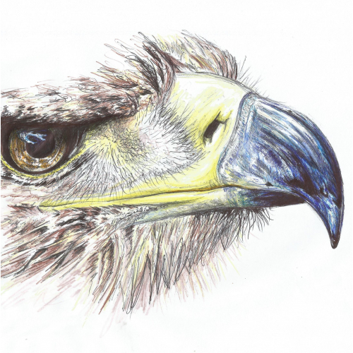 Golden Eagle