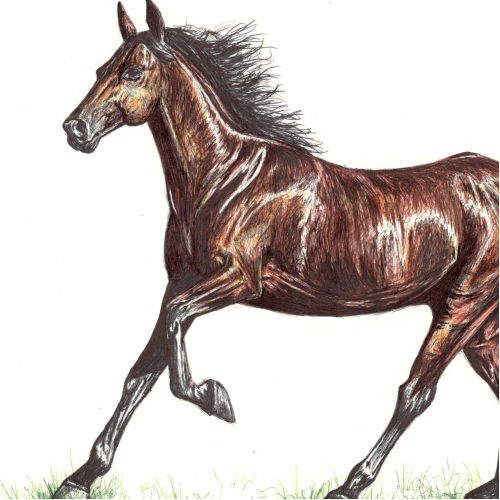 Horse...