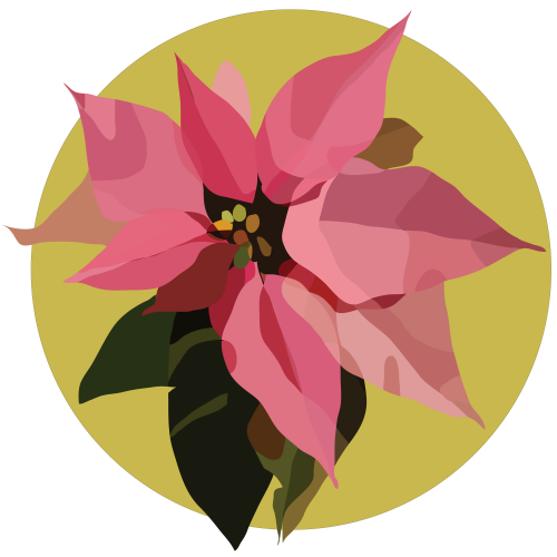 Poinsettia