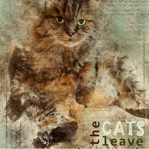my lovely cat