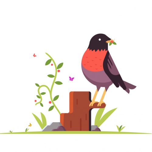 Robin Bird Illustration