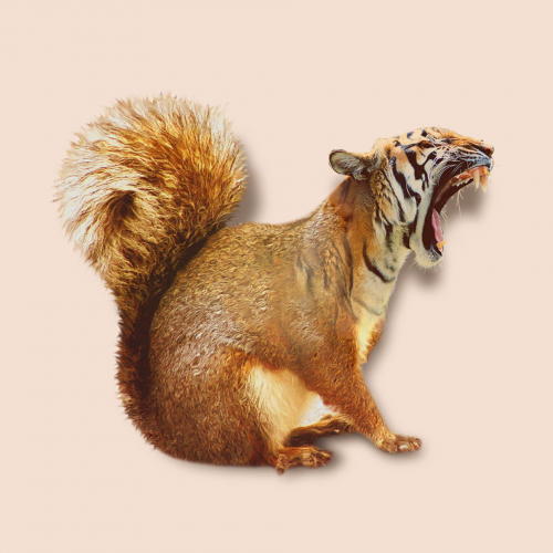 Photoshop manipulation animals mix