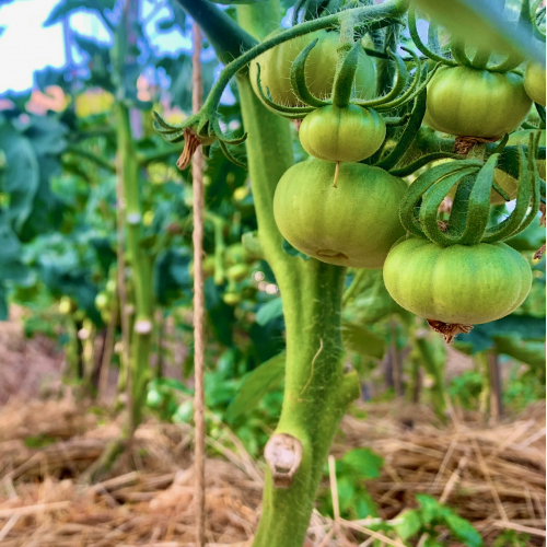 Tomato web content by Joost