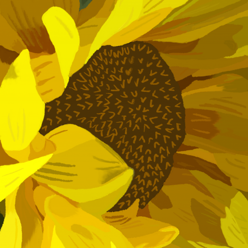 Bright Yellow Sunflower