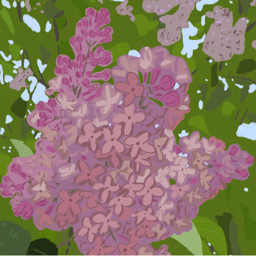 Lilac Plant