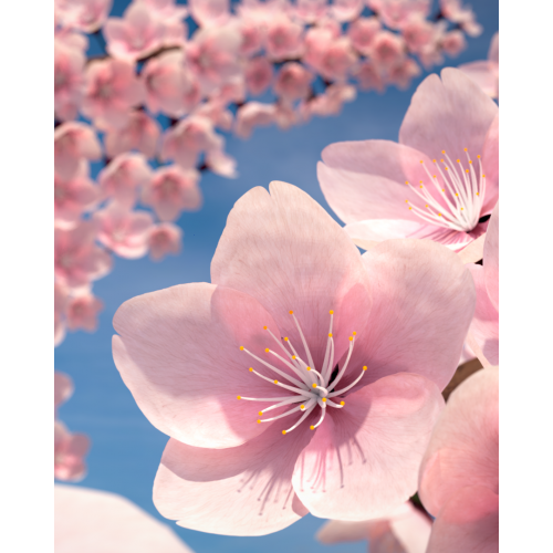 Pretty pink