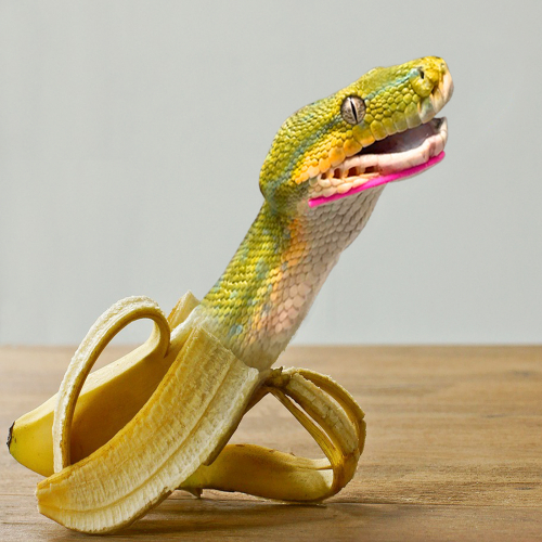 Banana snake