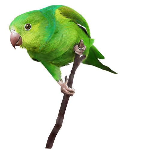 Parrot