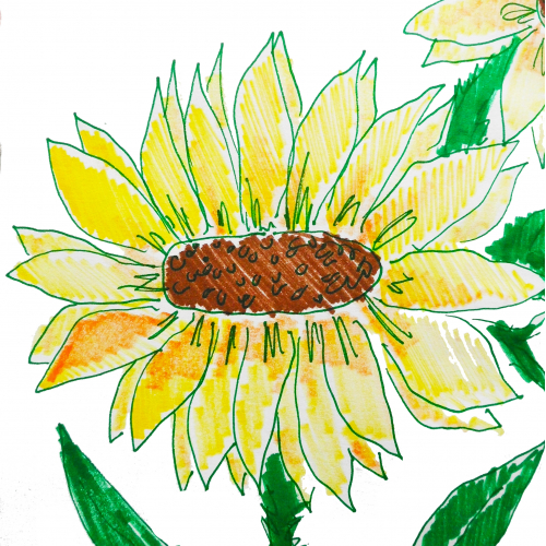 Sun flower