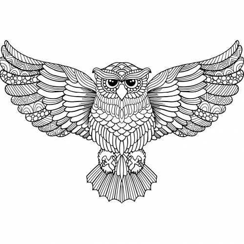 Owls with the wing