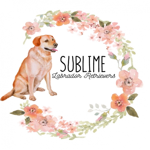 Lab commission thumb