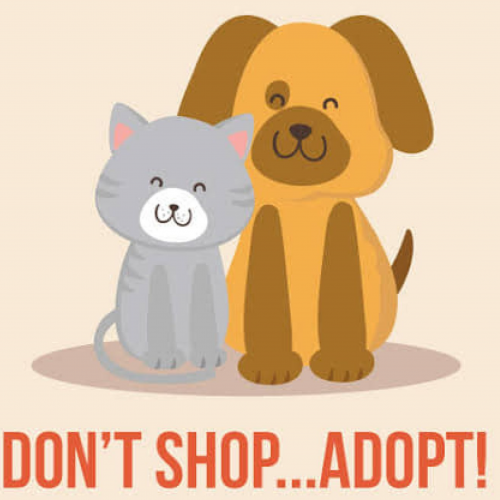 Adopt a pet