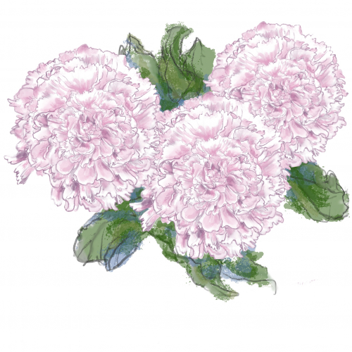 Peonies thumb