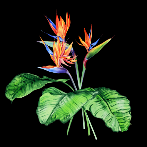 Bird of Paradise Bouquet 2