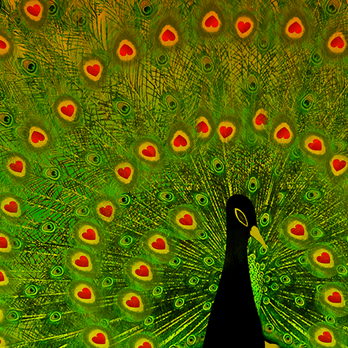 Pride of the peacock