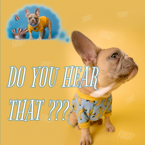 Pet Store - Social Media Visual