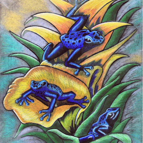 Artistic to the Frog's