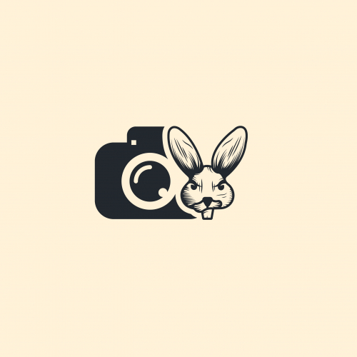 Rabbit Photography