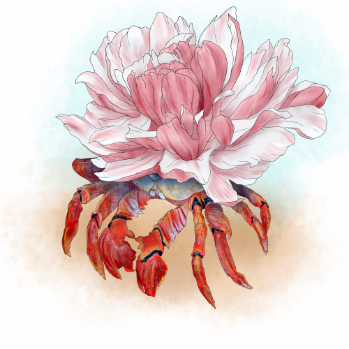 Summer crab