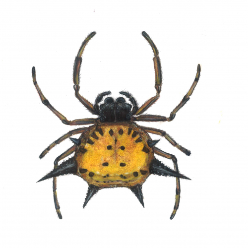 Spider