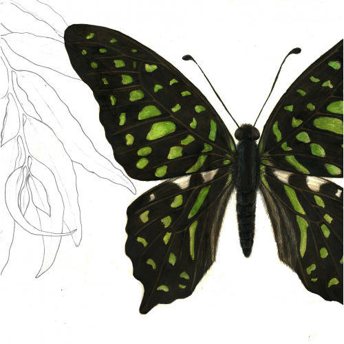 butterfly