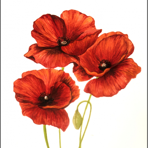 Poppy flowers